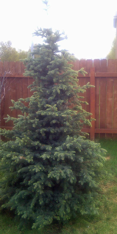 Blue Spruce